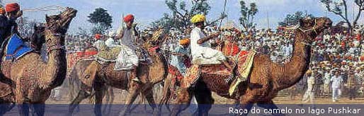 camel-race--at-pushkar_por